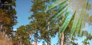 дружина-боровњак