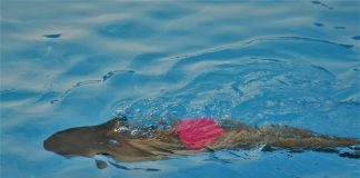 препливати-пут