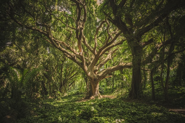 дрво-шума-храст