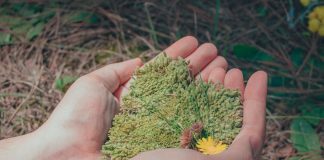 препород-земља-трава