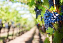 vinograd-grožđe