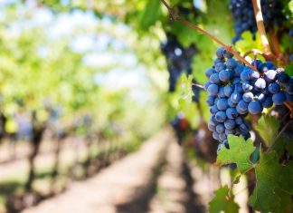 vinograd-grožđe